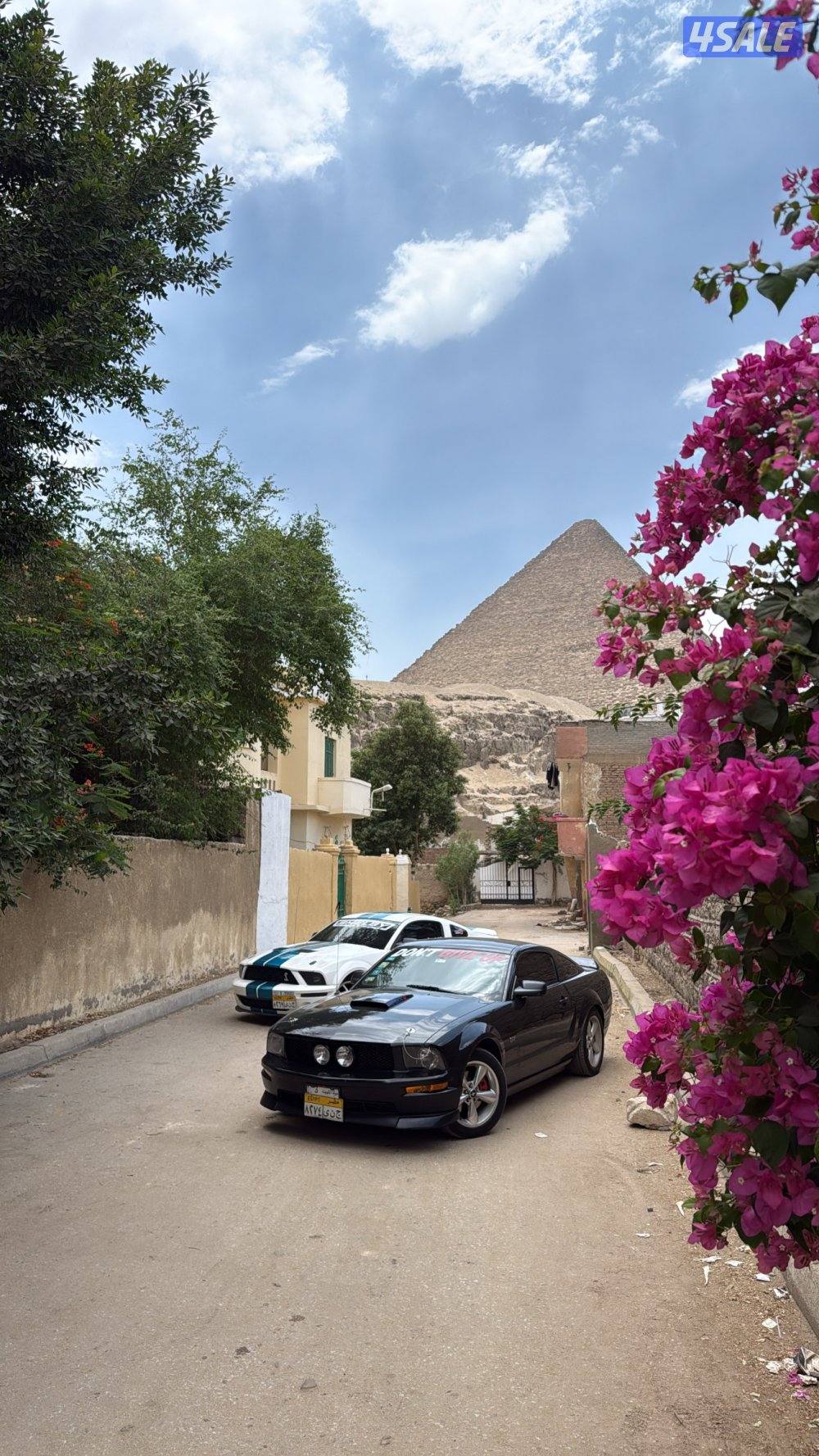 للبيع موستنق2