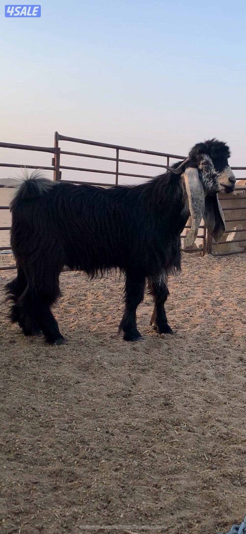 للبيع جذعان عوارض مشروع فحول0