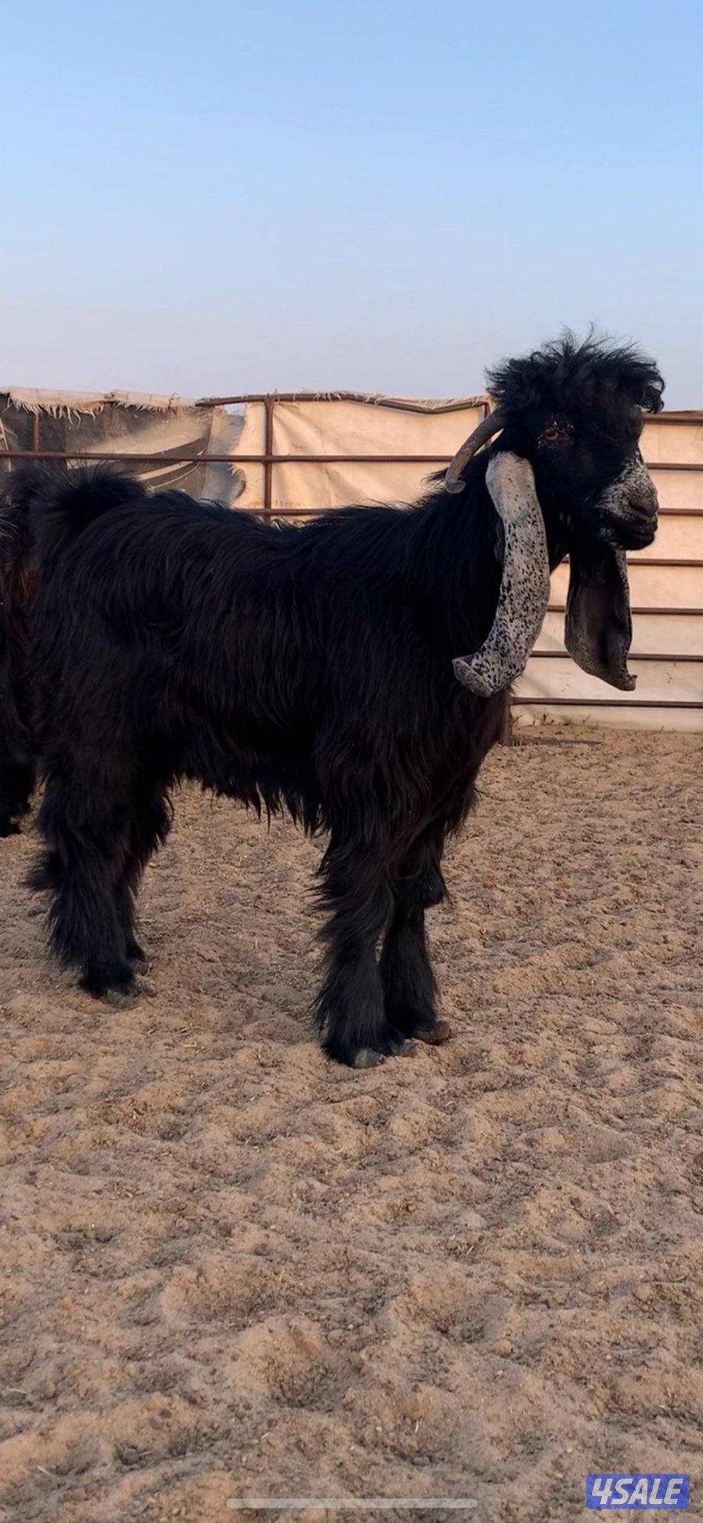 للبيع جذعان عوارض مشروع فحول1