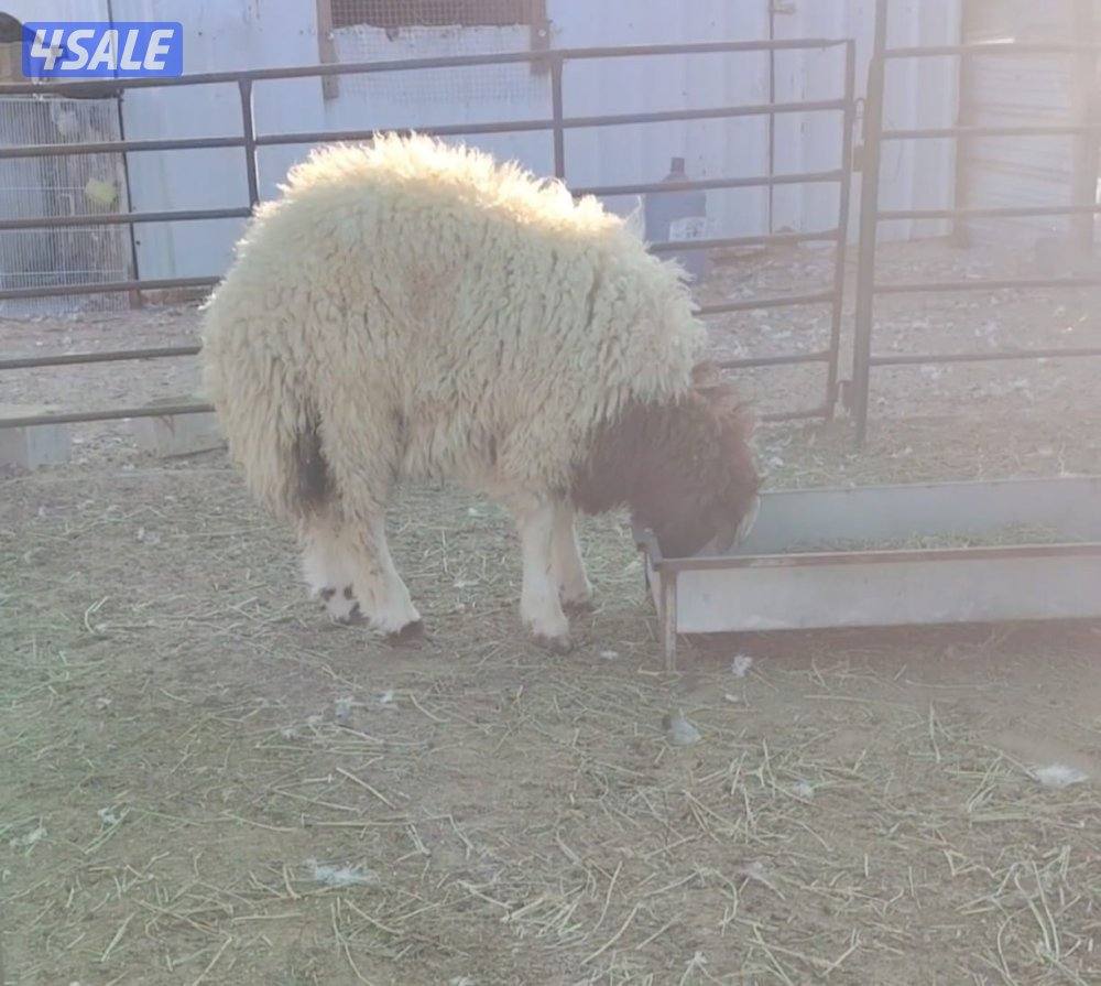 ذبايح رخلات شفالي ويوجد تيوس جيكي للتربية اسعارنا رخيصة جدان0