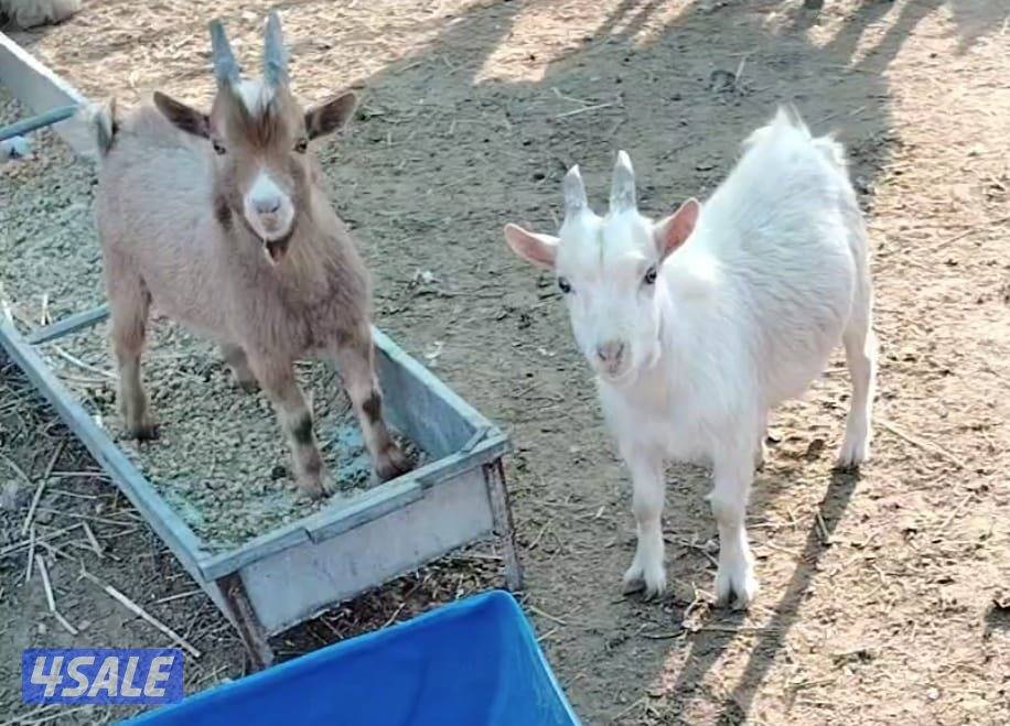 ذبايح رخلات شفالي ويوجد تيوس جيكي للتربية اسعارنا رخيصة جدان1