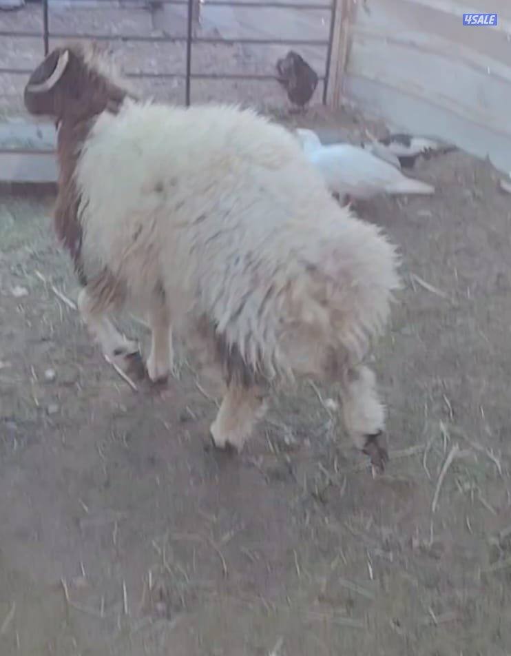 ذبايح رخلات شفالي ويوجد تيوس جيكي للتربية اسعارنا رخيصة جدان2