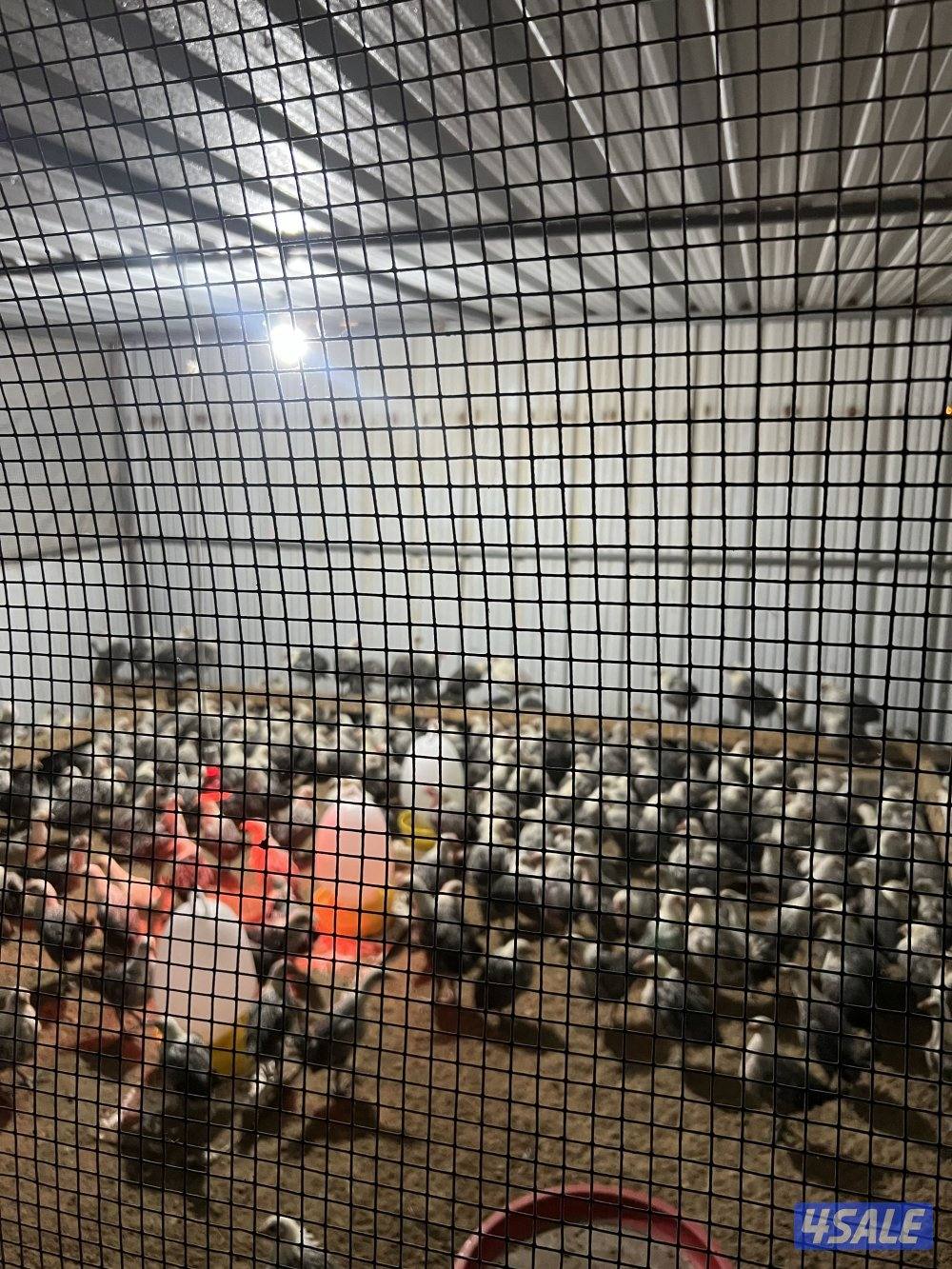 دجاج فيومي0