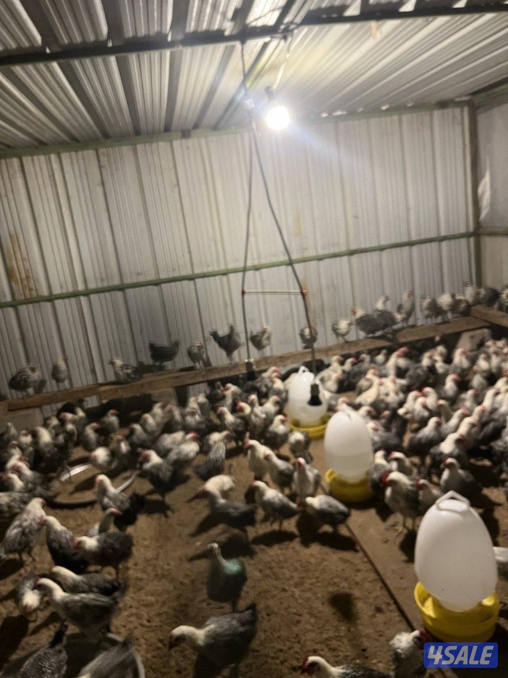 دجاج فيومي1