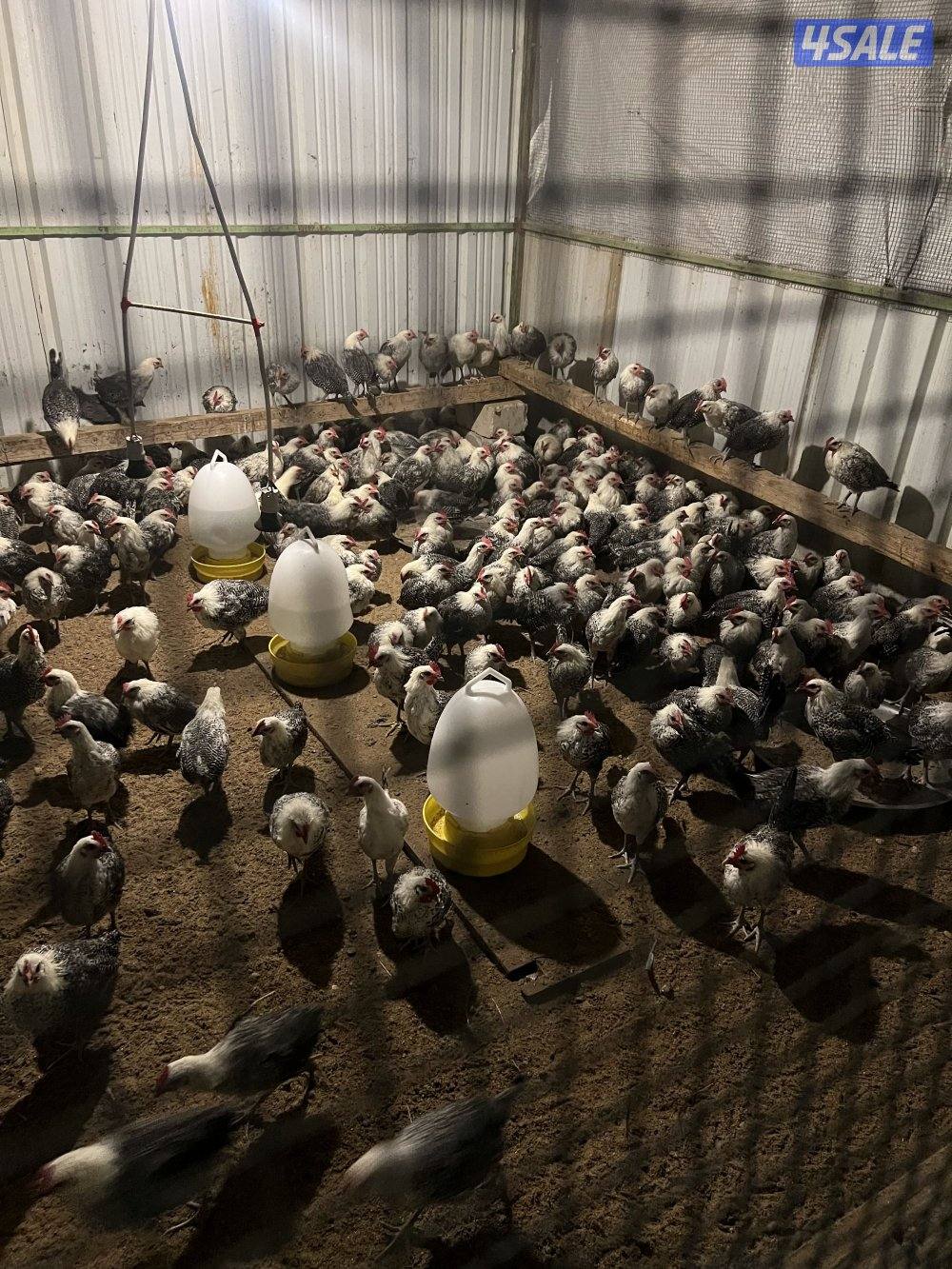 دجاج فيومي2