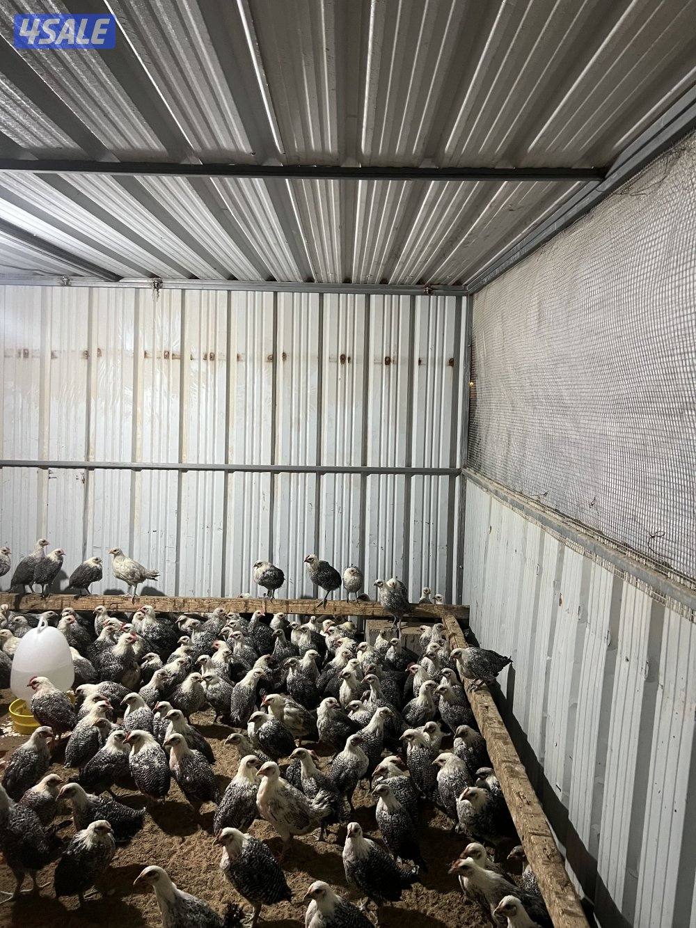 دجاج فيومي3