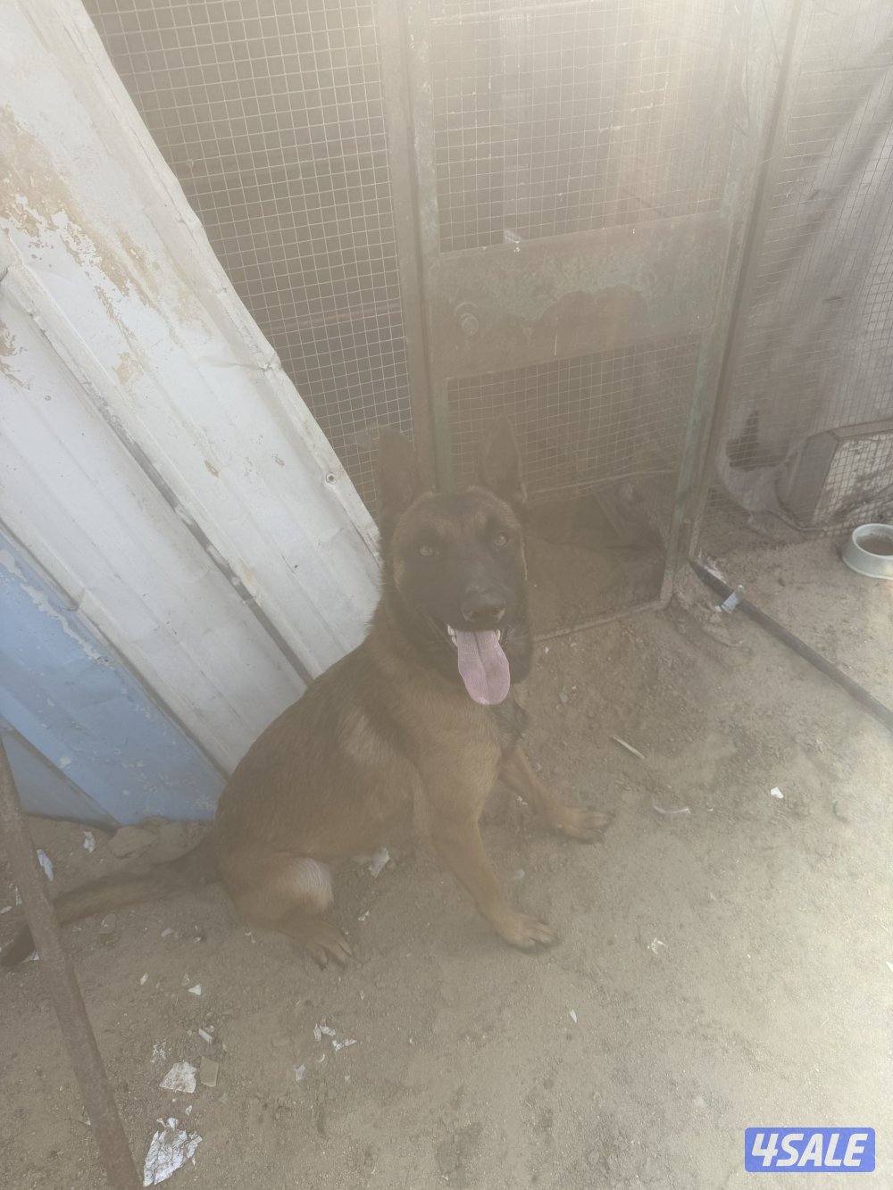 مالينو ذكر0