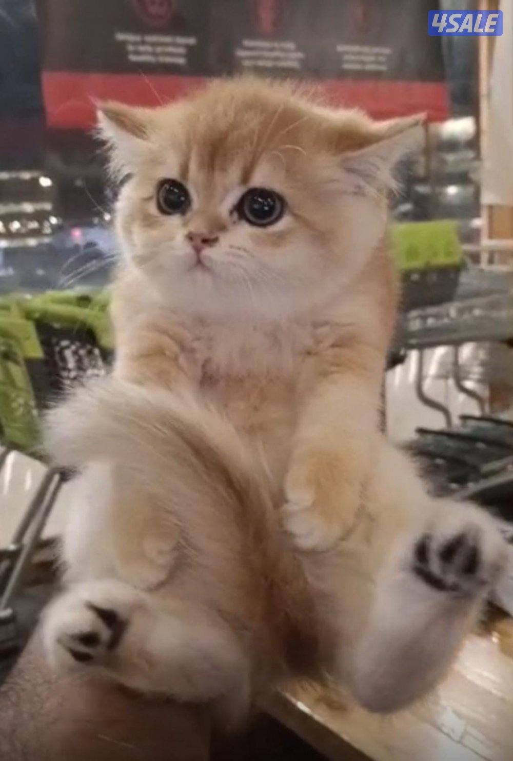 للبيع قطاوة نوع بريتش العمر شهرين صحتهم زينه سعر الوحده 50 دينار0