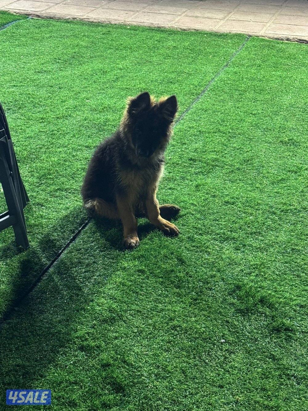 جيرمن شوبرد مستورد مستوى عالي0