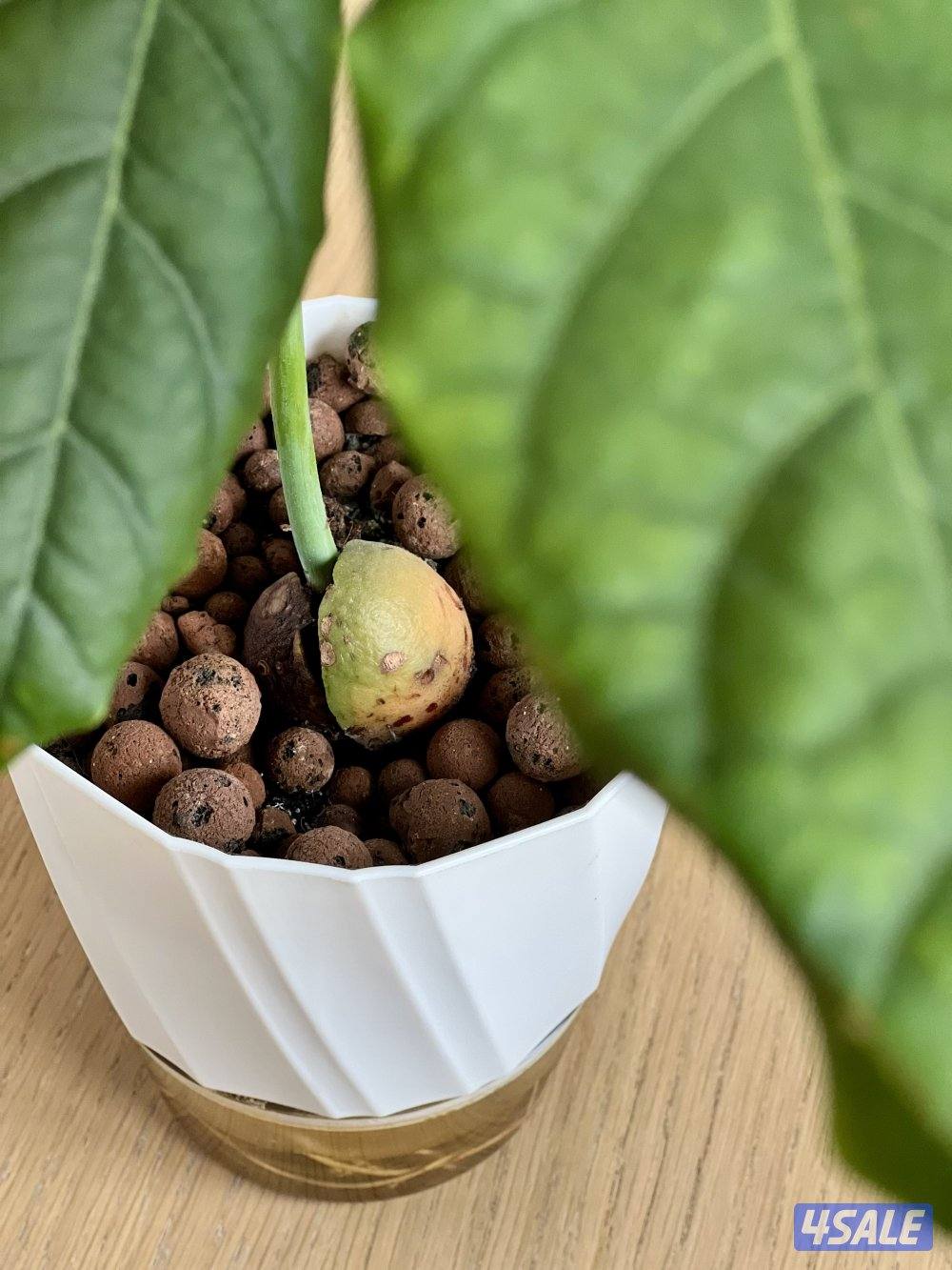 شتلة أفوكادو1