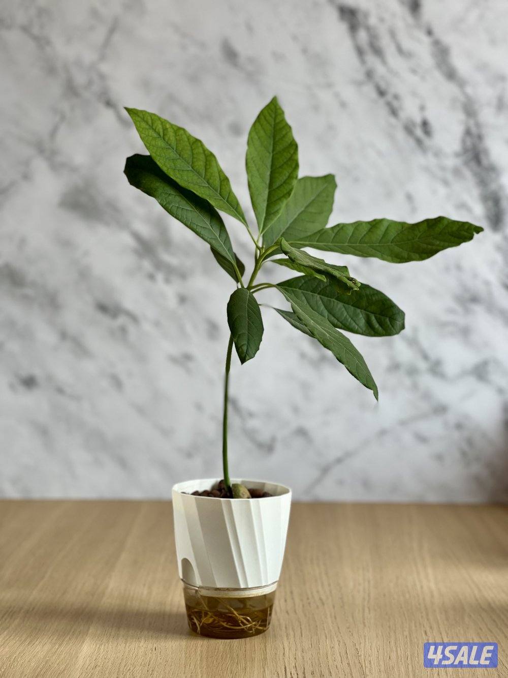 شتلة أفوكادو2