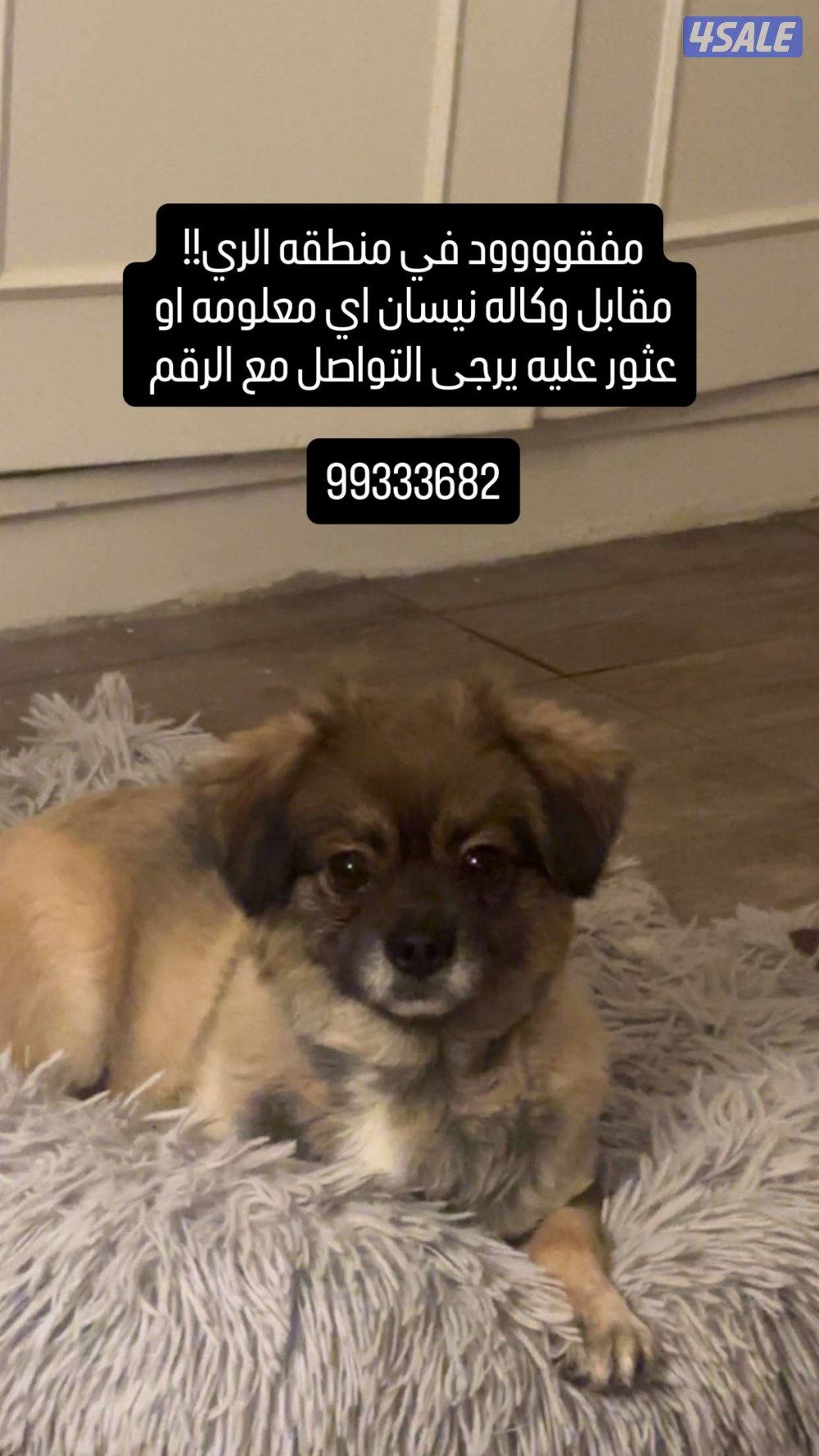 مفقووووود في منطقه الري يوم الاثنين0