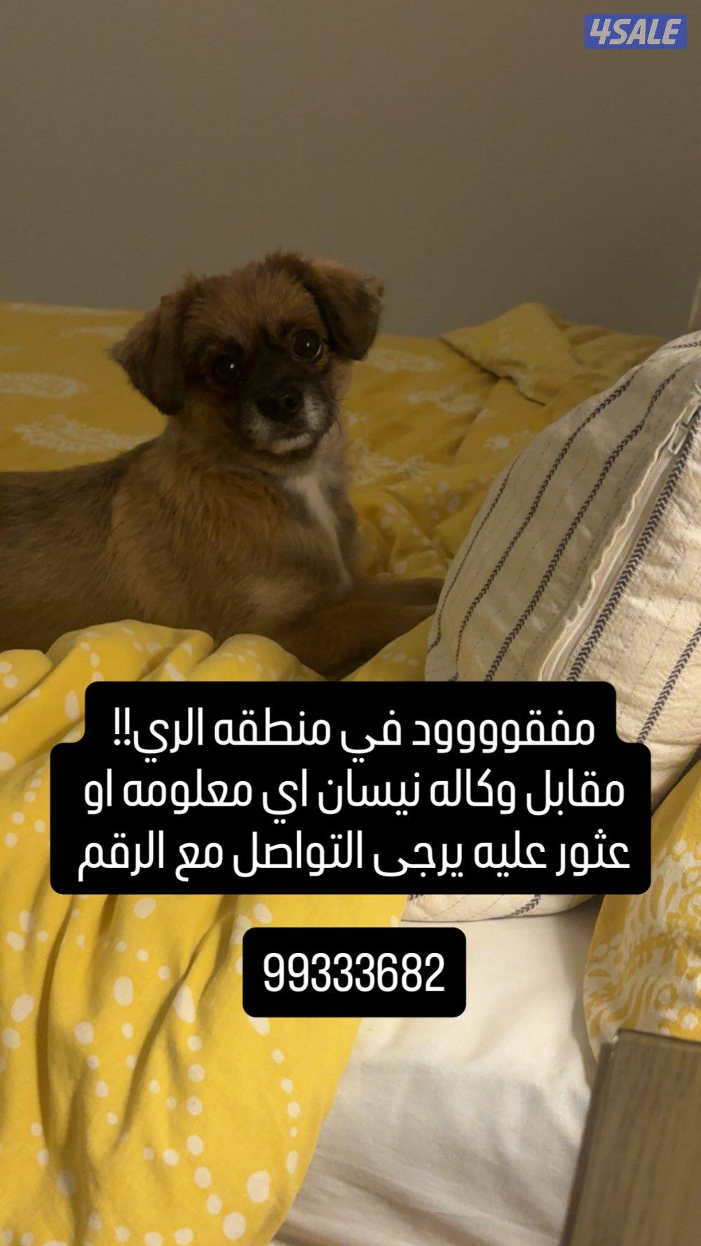 مفقووووود في منطقه الري يوم الاثنين1