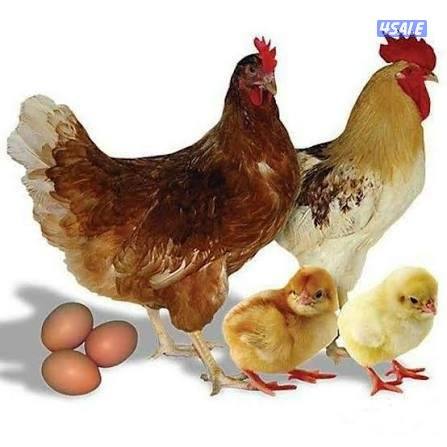 للبيع فروخ لوغبار الانجليزي  و فروخ لوهمان ألماني0