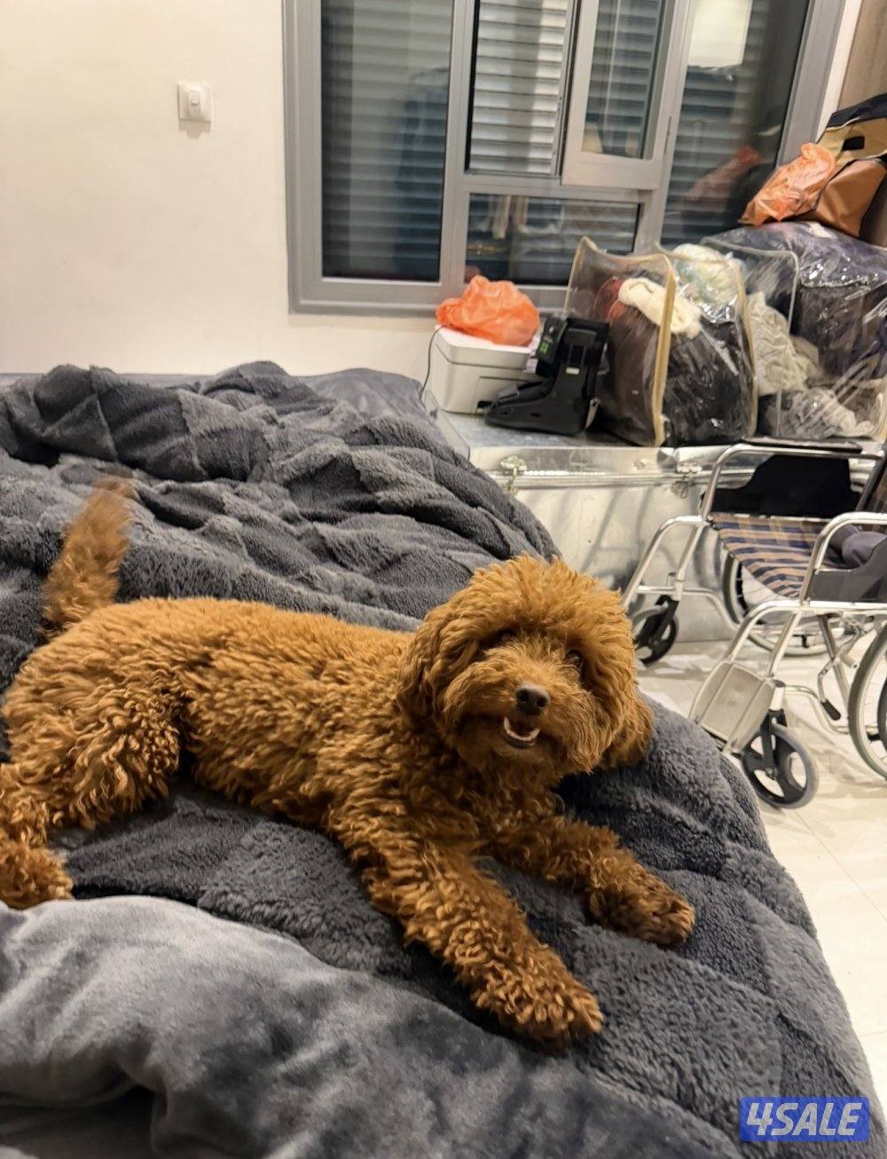 للبيع بودل نثية لعووبة ومتعلمه على البادز ومعاها دفتر تطعيمات0