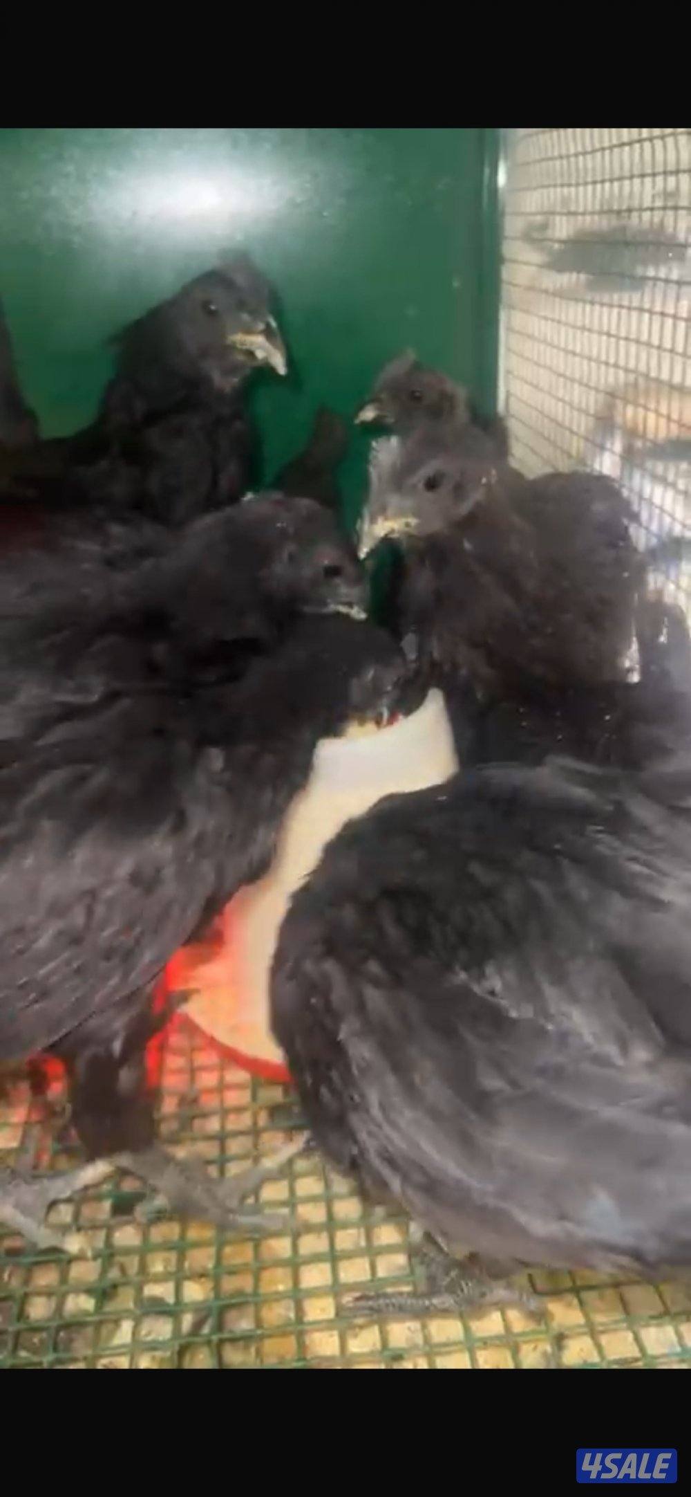 ديك سيماني اندنوسي (نادر)1