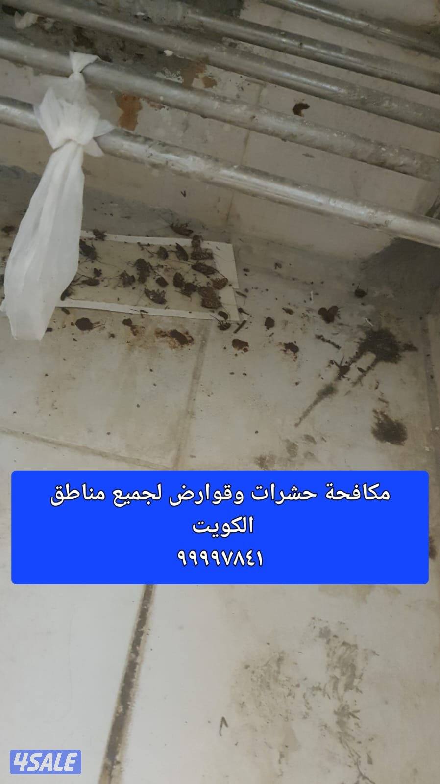 مكافحه حشرات مكافحة صراصير المطابخ مكافحه الفيران  الطيور1