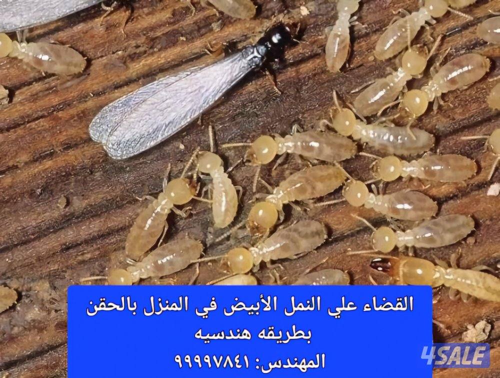 مكافحه حشرات مكافحة صراصير المطابخ مكافحه الفيران  الطيور2