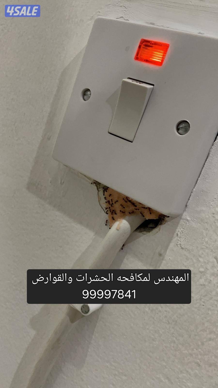 مكافحه حشرات مكافحة صراصير المطابخ مكافحه الفيران  الطيور4