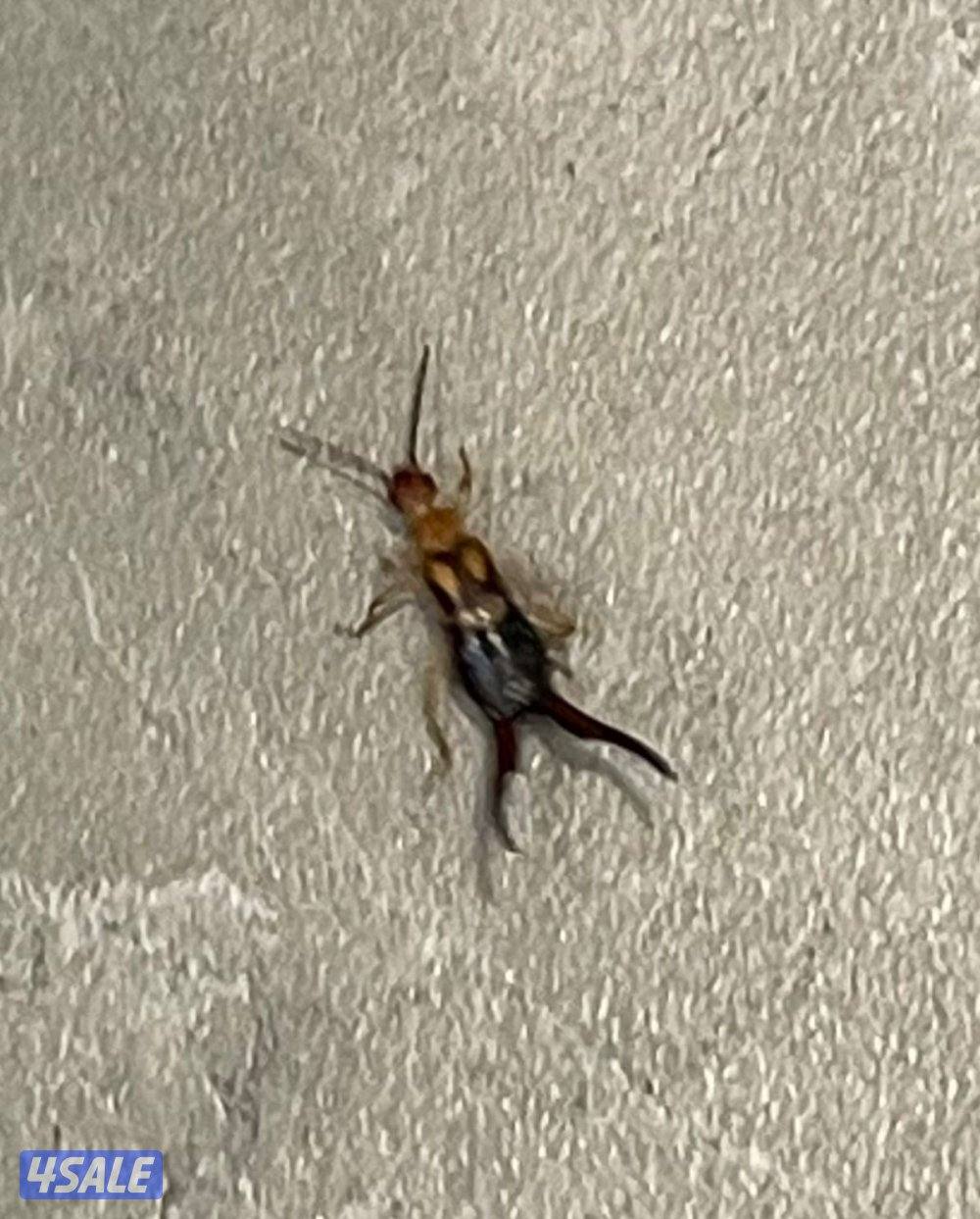 مكافحه حشرات مكافحة صراصير المطابخ مكافحه الفيران  الطيور6