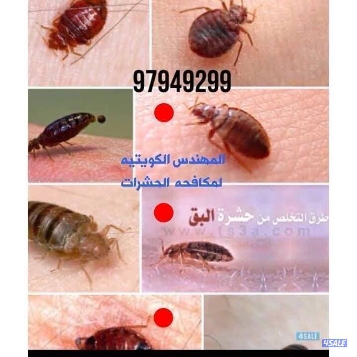 مكافحه حشرات مكافحة صراصير المطابخ مكافحه الفيران  الطيور8