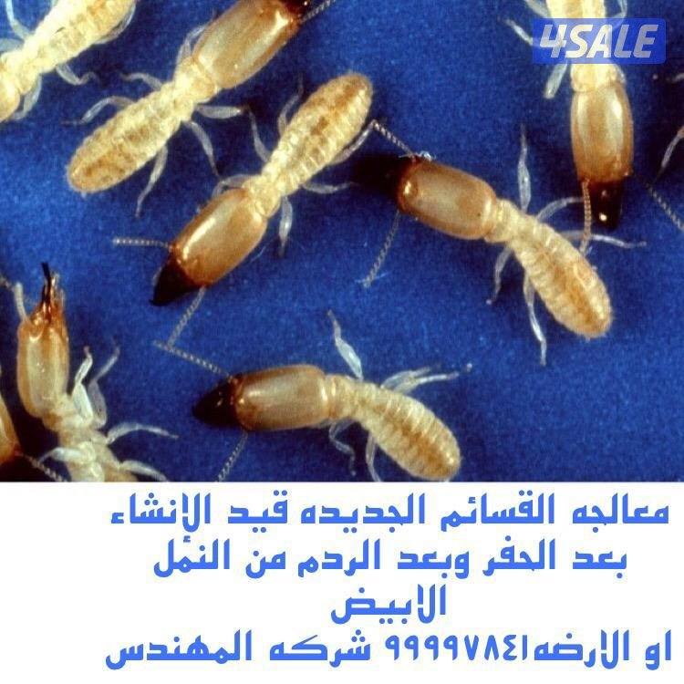 مكافحه حشرات مكافحة صراصير المطابخ مكافحه الفيران  الطيور10