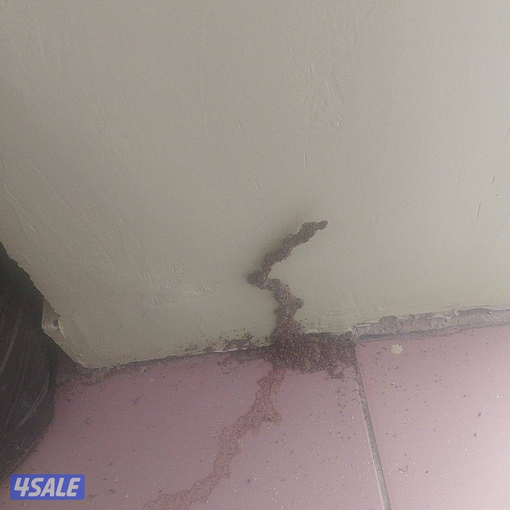 مكافحه حشرات مكافحة صراصير المطابخ مكافحه الفيران  الطيور11