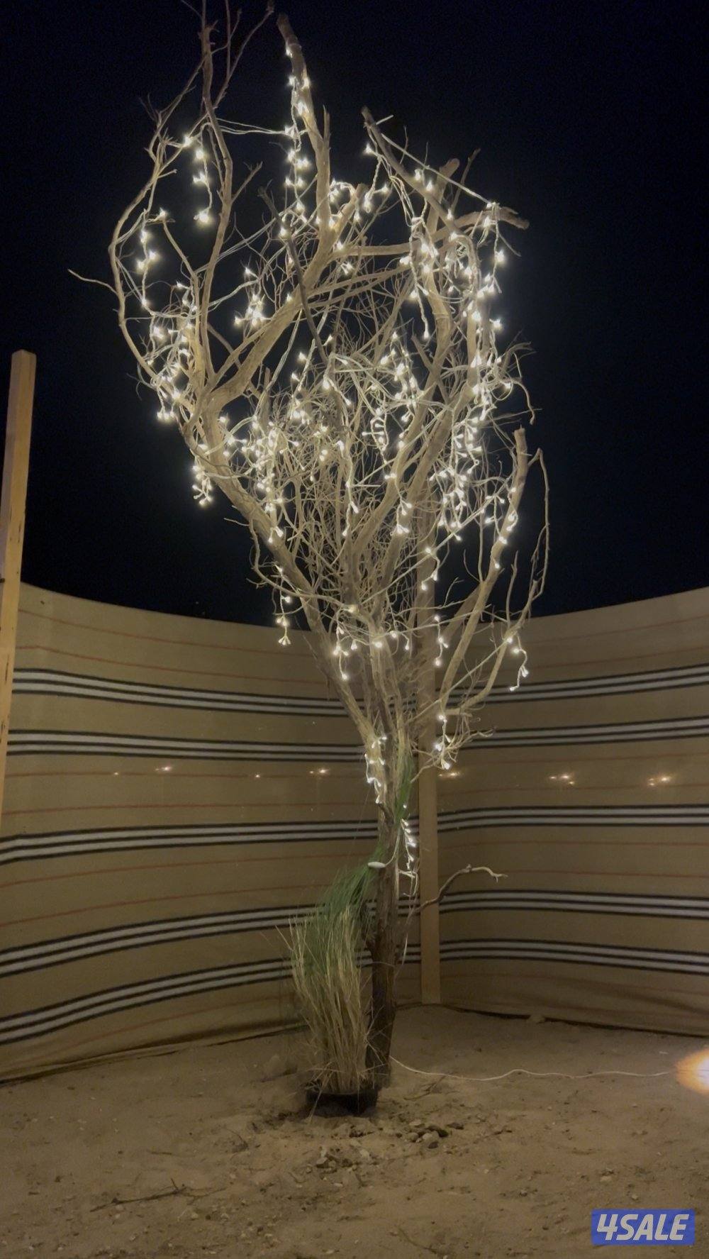 للاجار كشته في الصبيه نهايه جسر جابر5