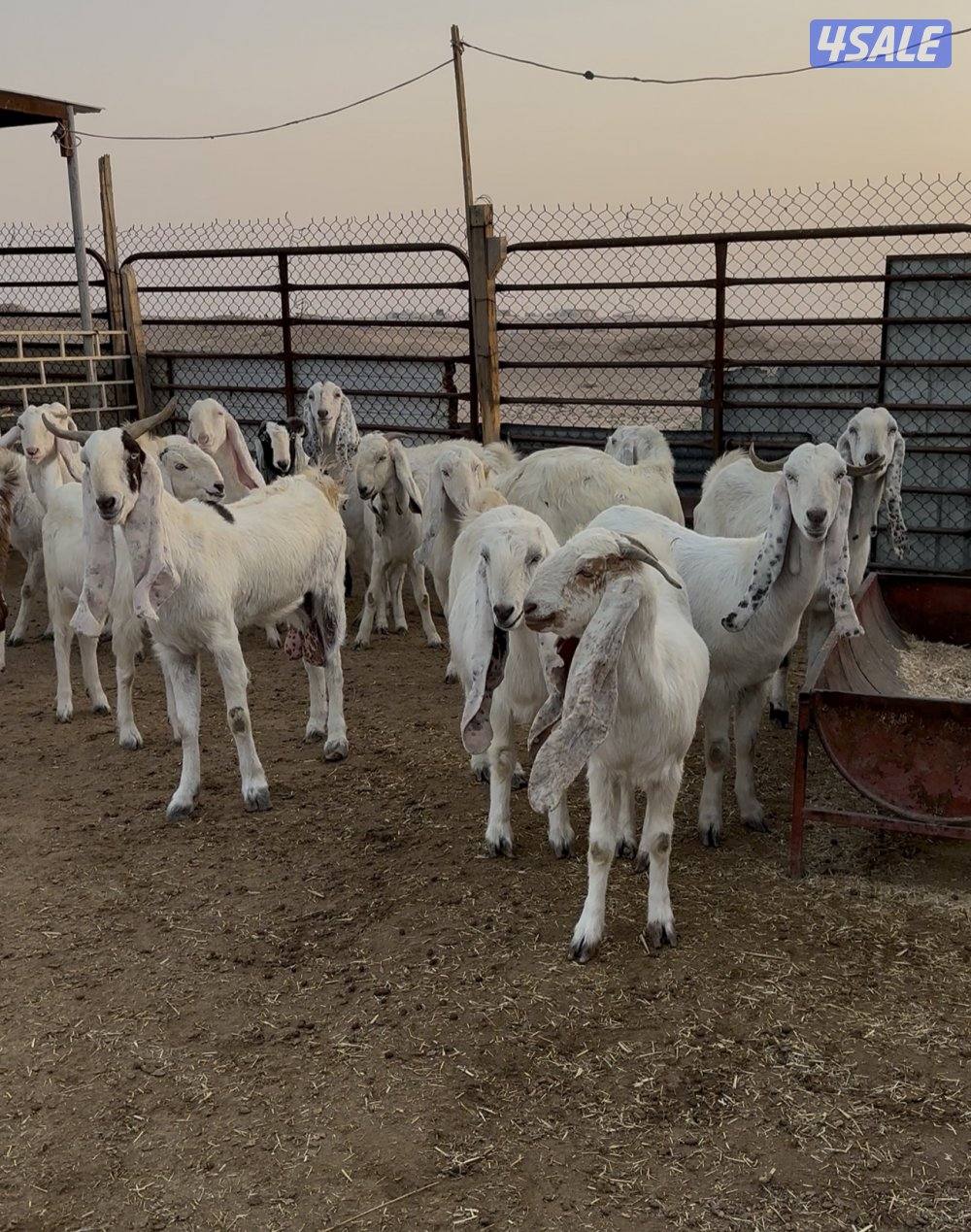 للبيع معزا 19 راس مكانها طريق اللياح0