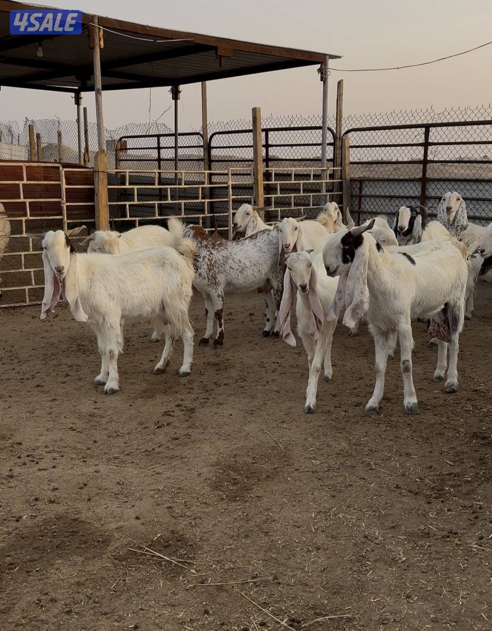 للبيع معزا 19 راس مكانها طريق اللياح1