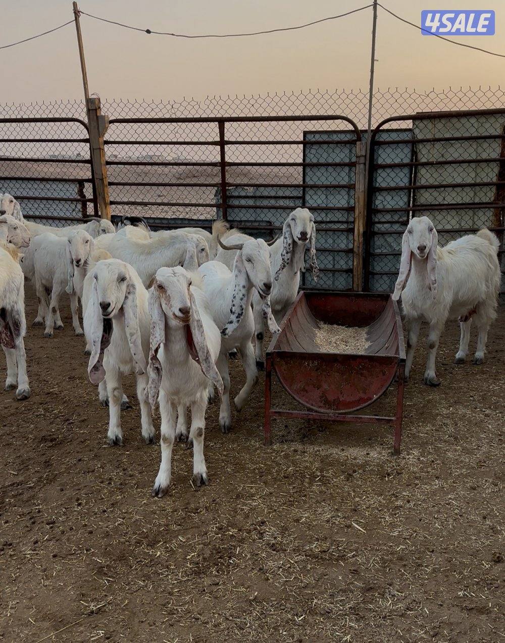 للبيع معزا 19 راس مكانها طريق اللياح2