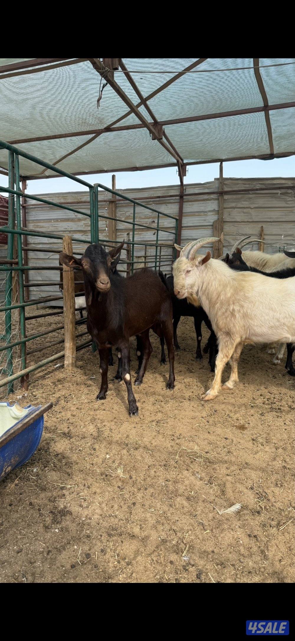 للبيع تيوس مورسيانو اسباني  و سنن فرنسي0