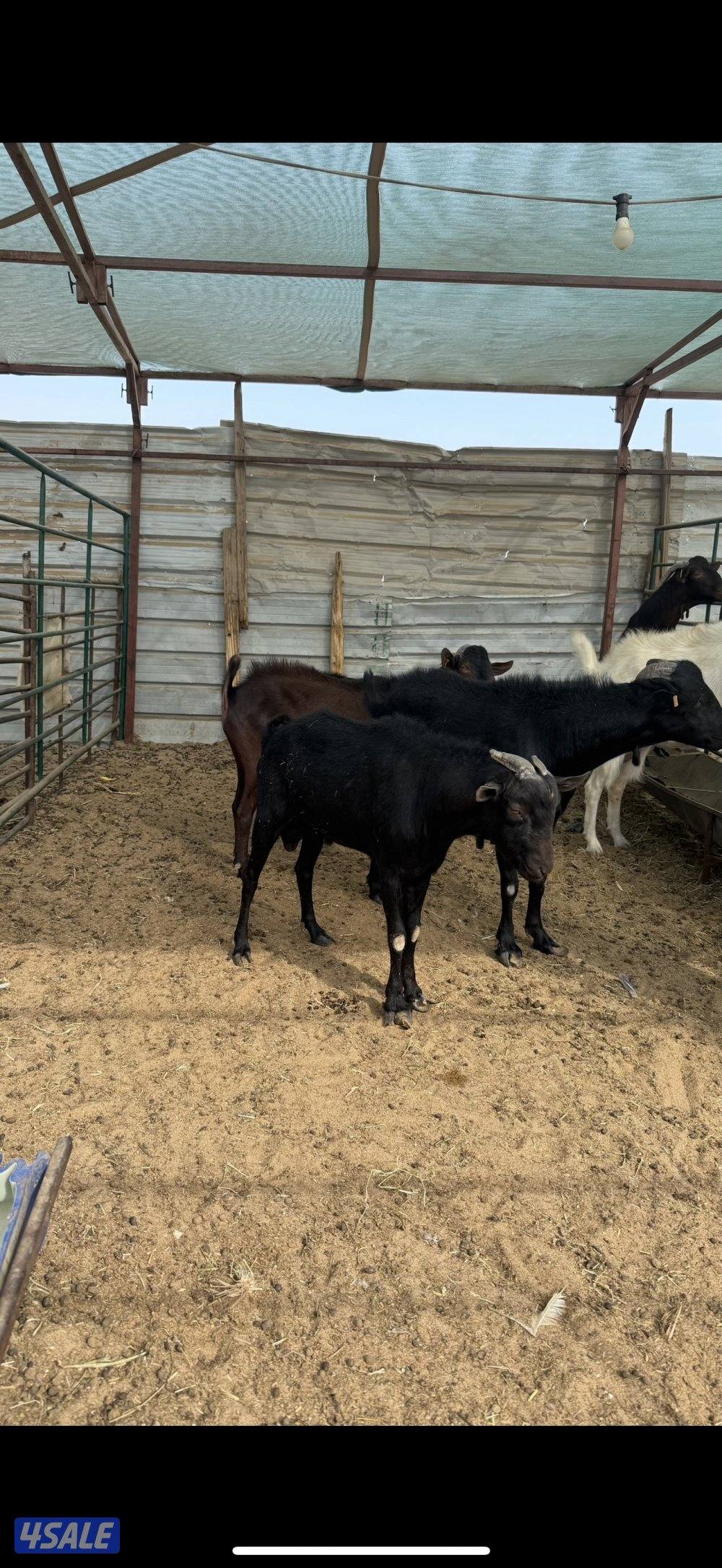 للبيع تيوس مورسيانو اسباني  و سنن فرنسي1