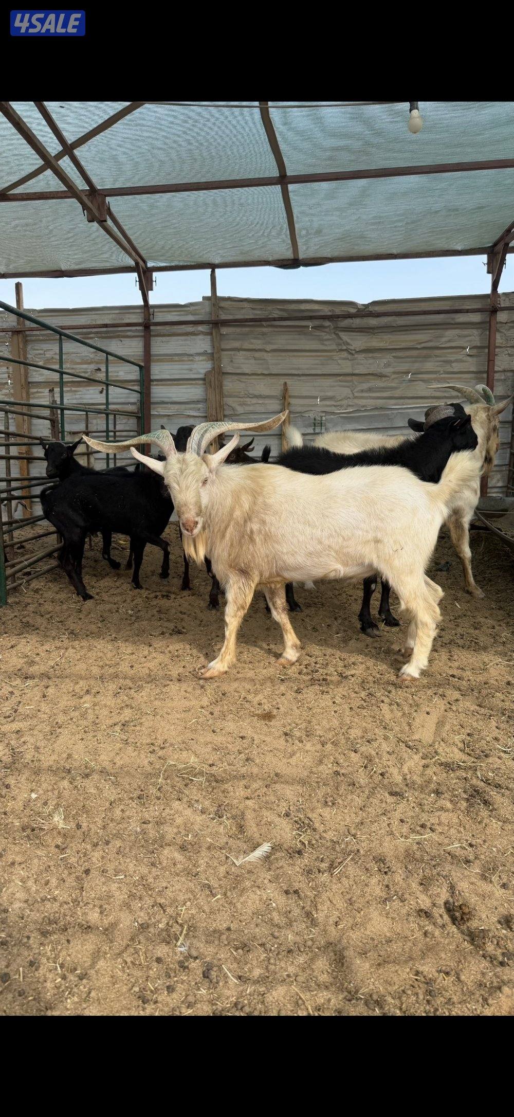 للبيع تيوس مورسيانو اسباني  و سنن فرنسي2