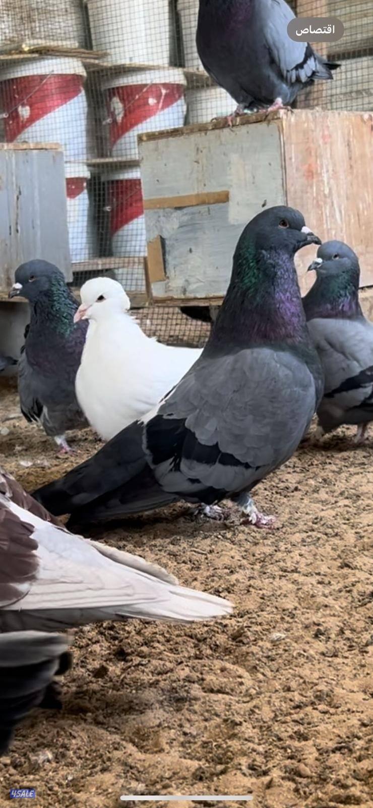 حمام تراكيب حجم كبير XXXL0