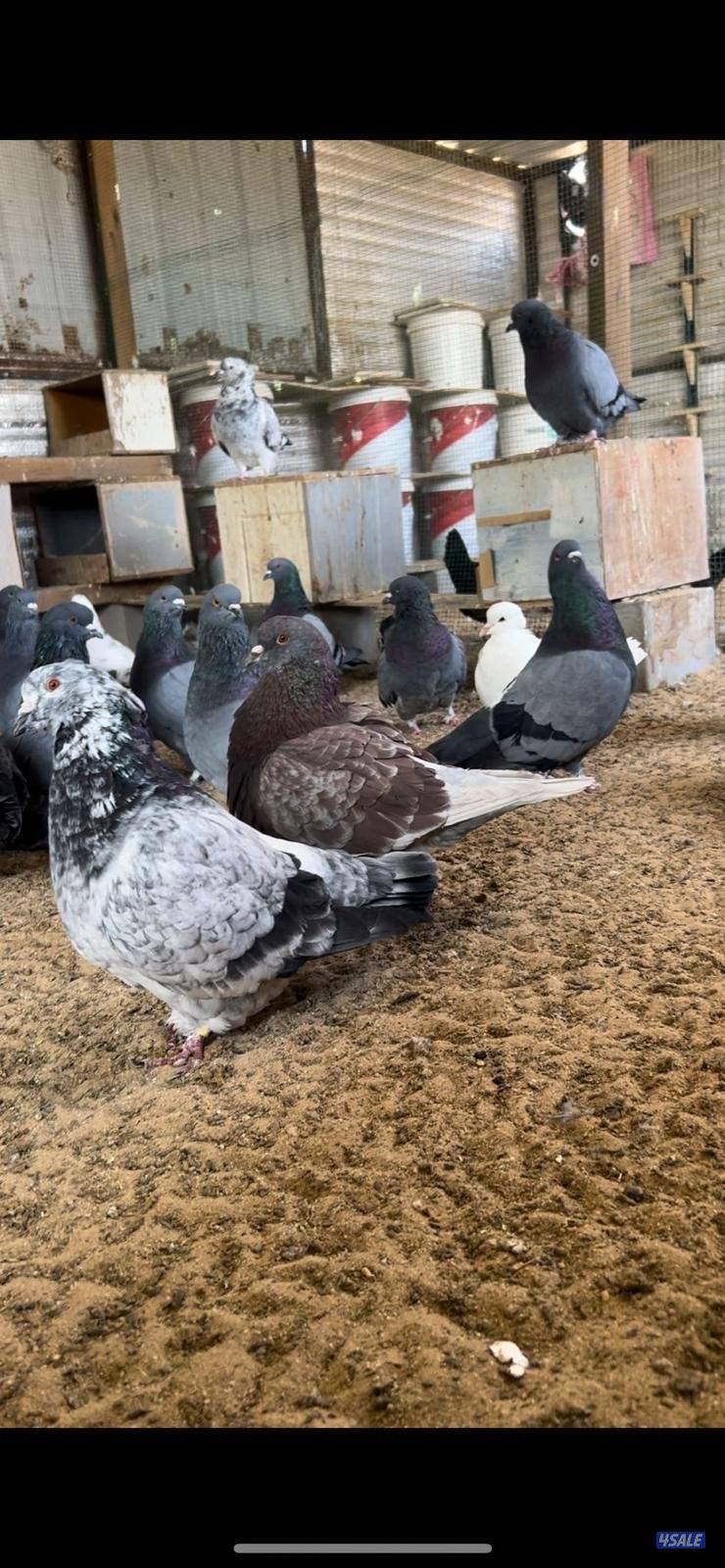 حمام تراكيب حجم كبير XXXL1