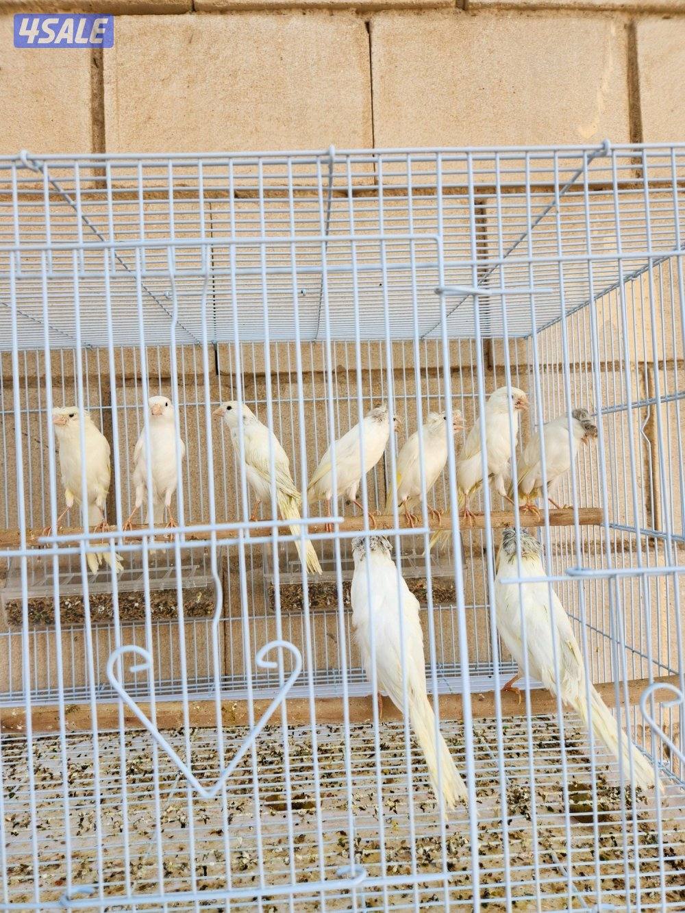 تم الوصول دفعه كناري ايراني0