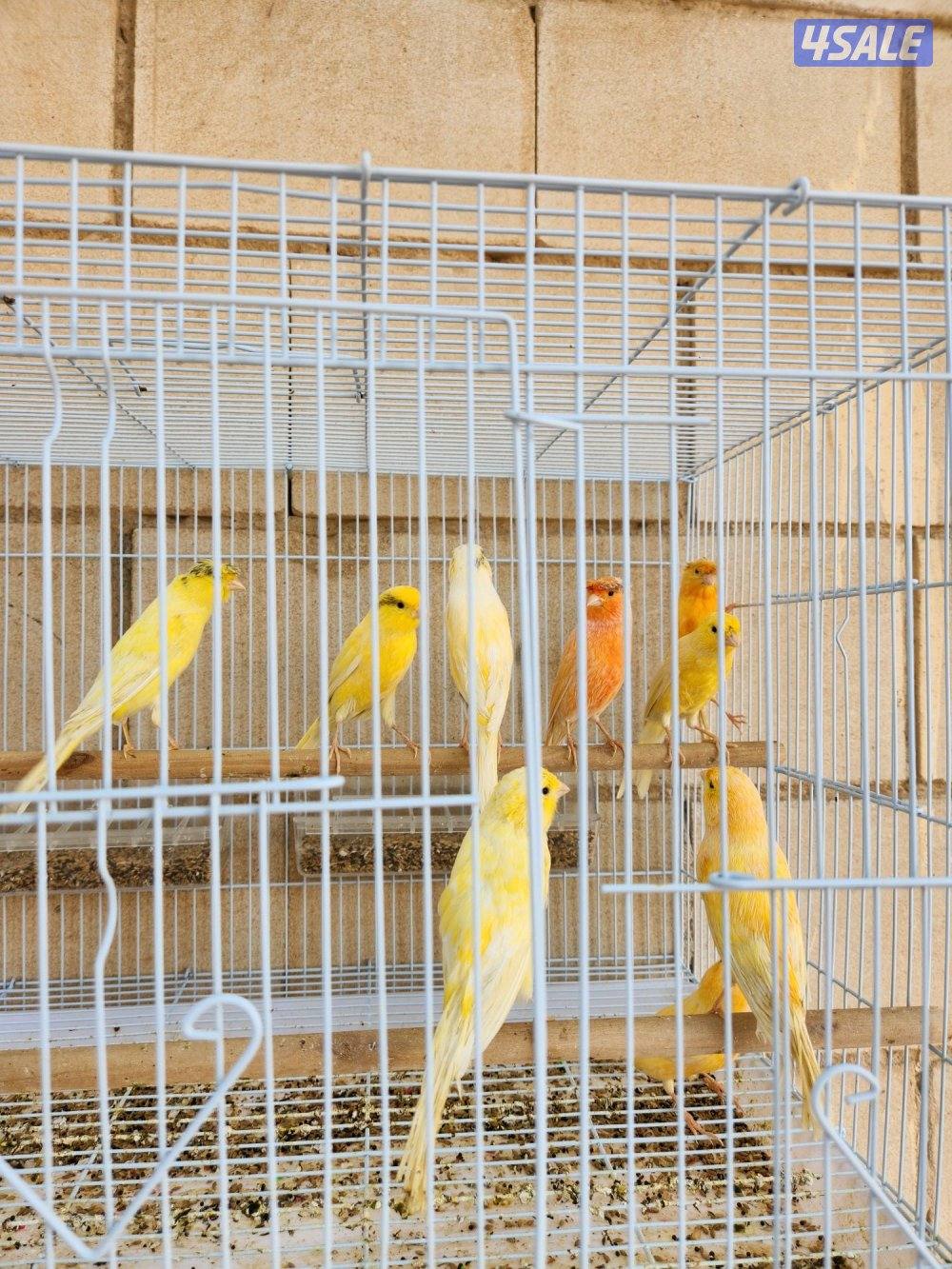 تم الوصول دفعه كناري ايراني1