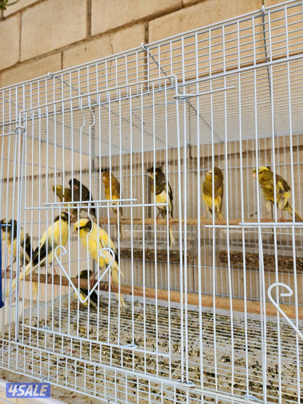 تم الوصول دفعه كناري ايراني2