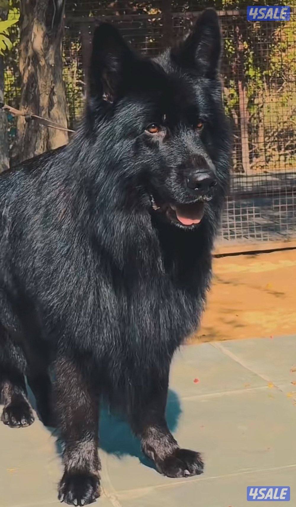 للبيع رويال بلاك XL شولاين  لونق هير عمره سنه مستوى0