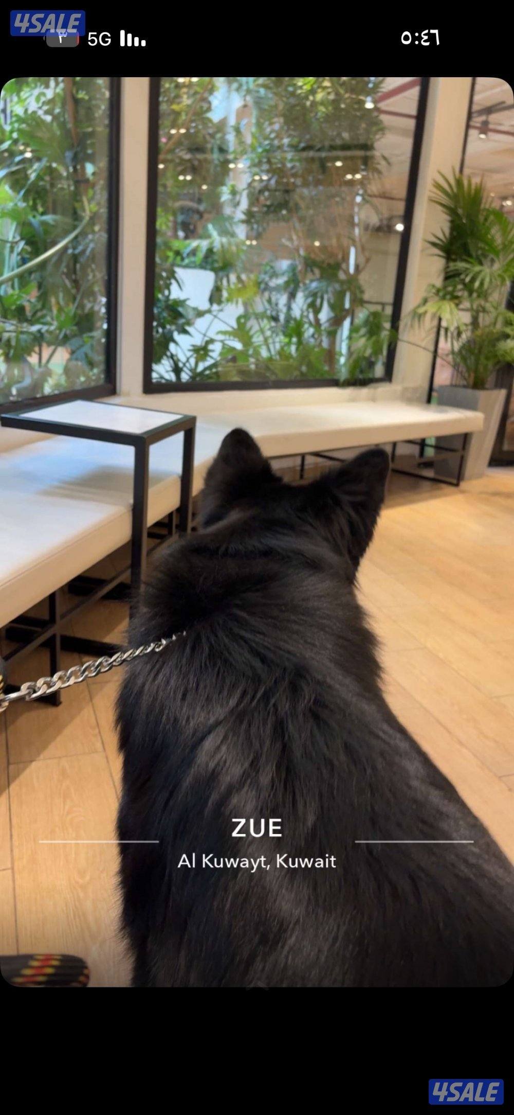 للبيع رويال بلاك XL شولاين  لونق هير عمره سنه مستوى1