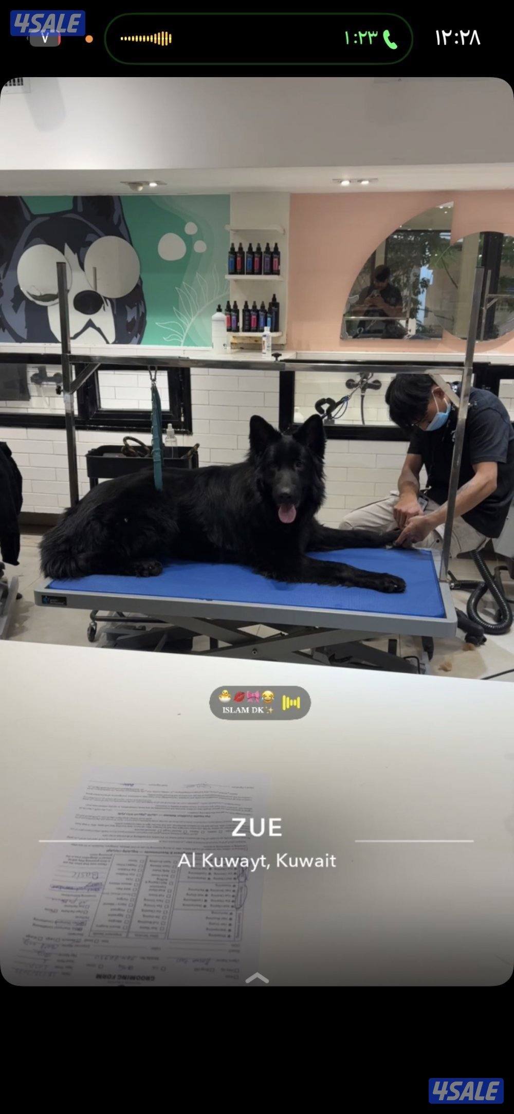 للبيع رويال بلاك XL شولاين  لونق هير عمره سنه مستوى2