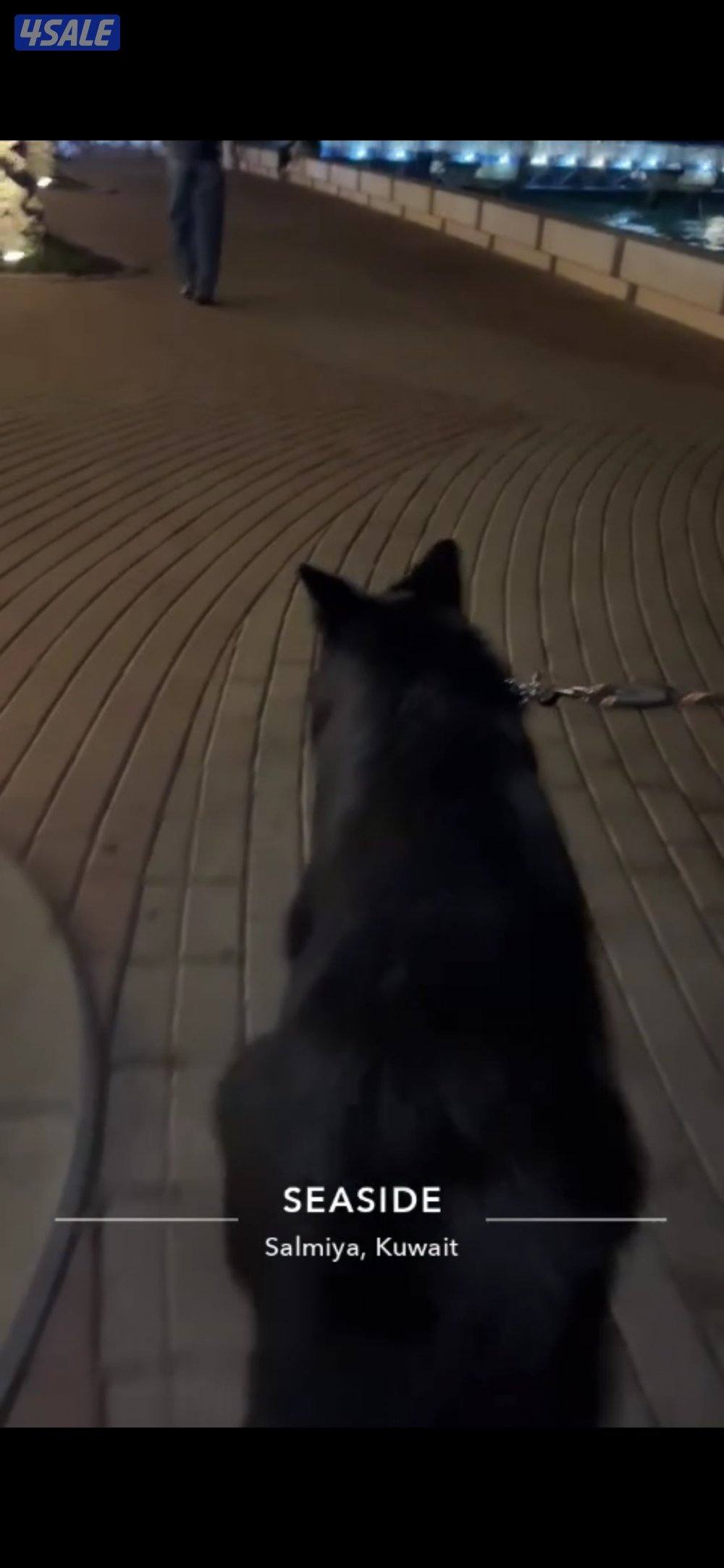 للبيع رويال بلاك XL شولاين  لونق هير عمره سنه مستوى3