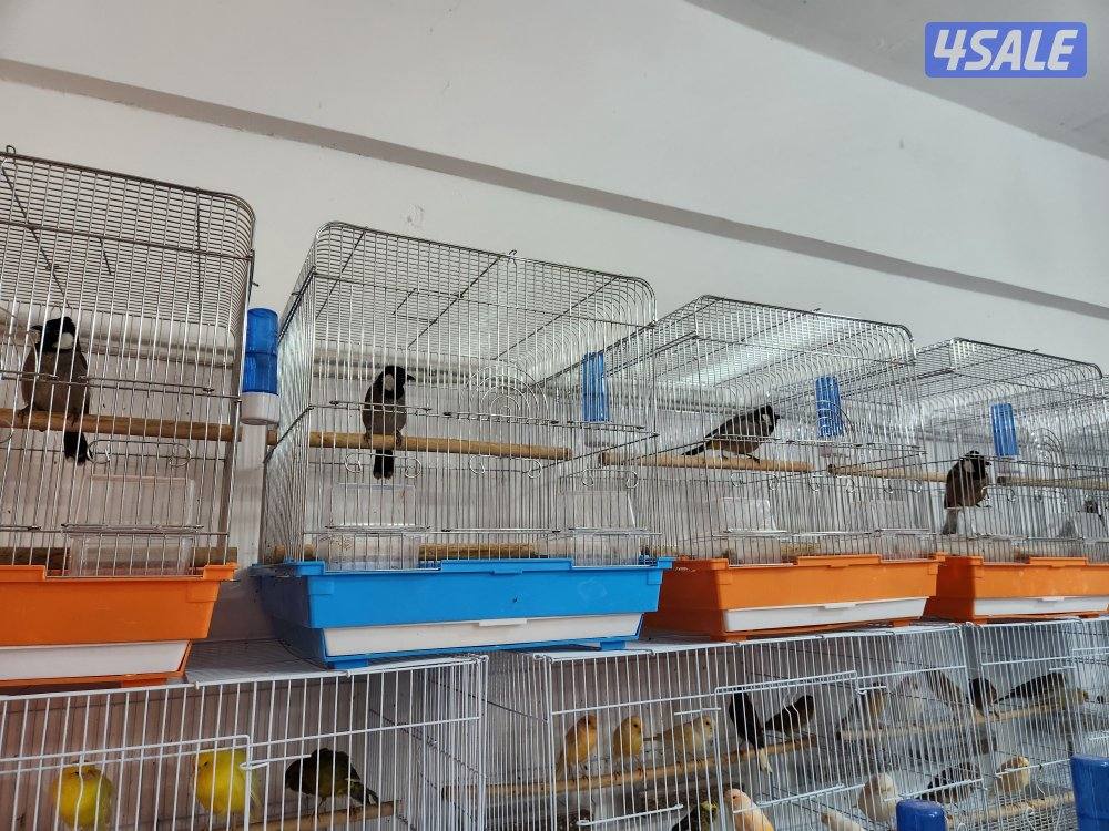 تم الوصول دفعه كناري ايراني4