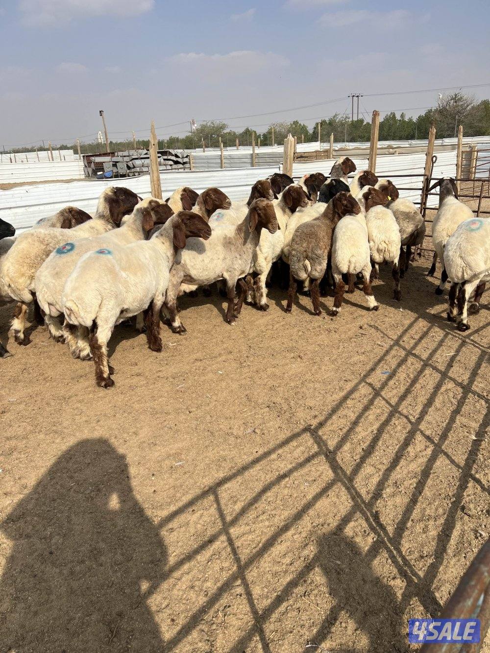 غنم نعيم دفيع سونار0