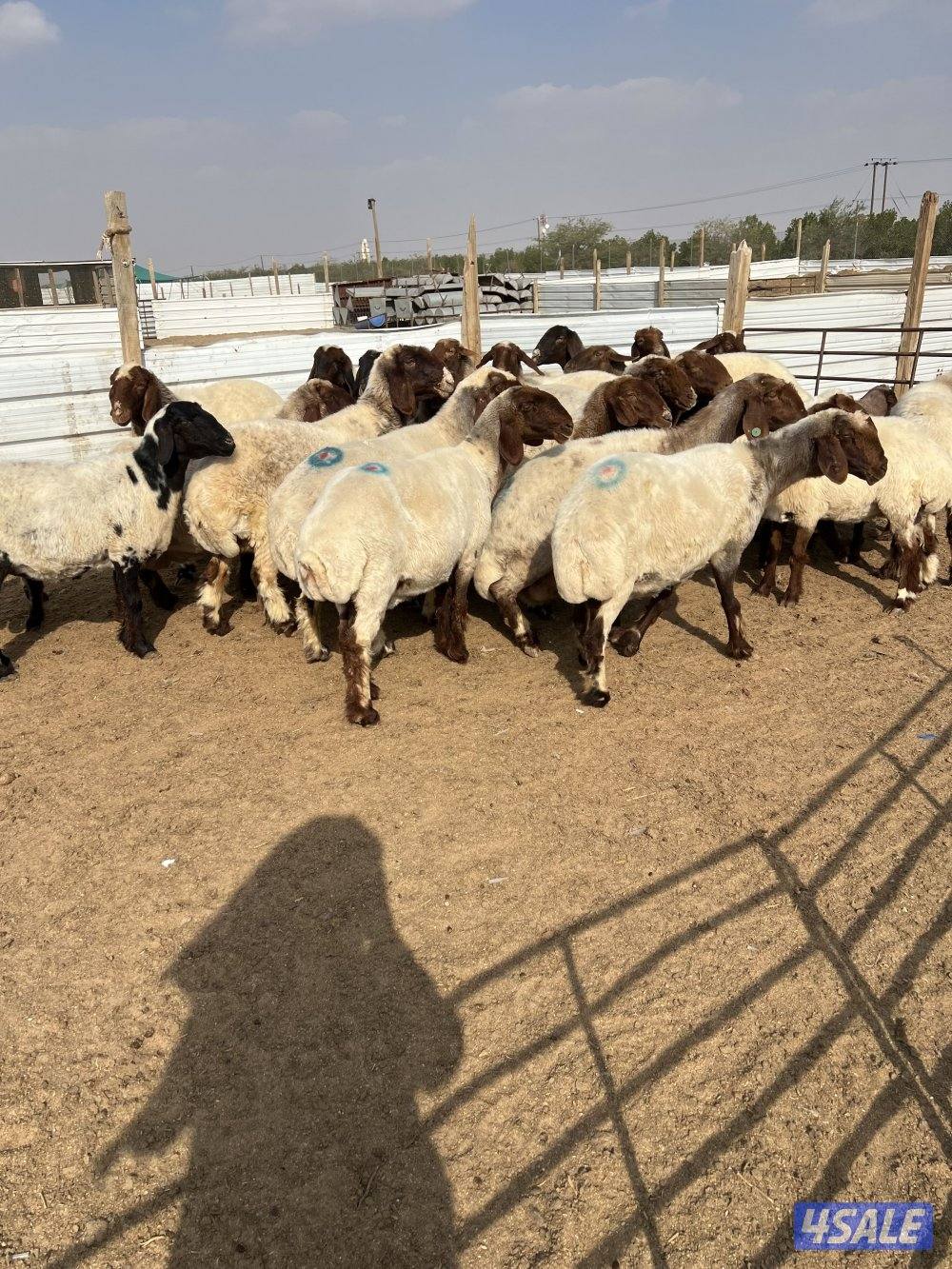 غنم نعيم دفيع سونار1