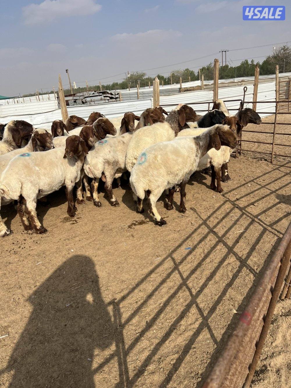 غنم نعيم دفيع سونار2