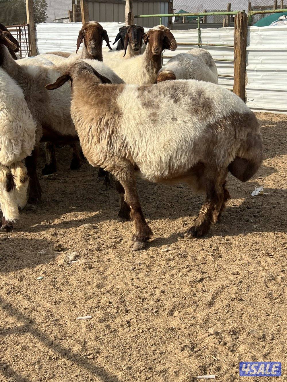 غنم نعيم دفيع سونار3