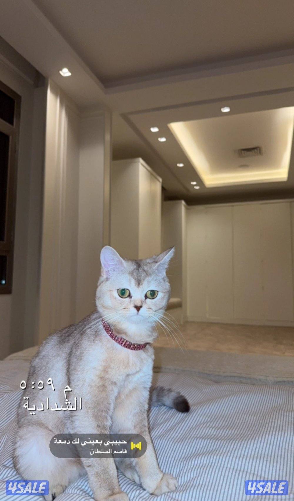 أنثى سكوتش ستريت + هاديه صحتها زينه عمرها ١٠ شهور مواليد ٢٠٢٥ للبيع0