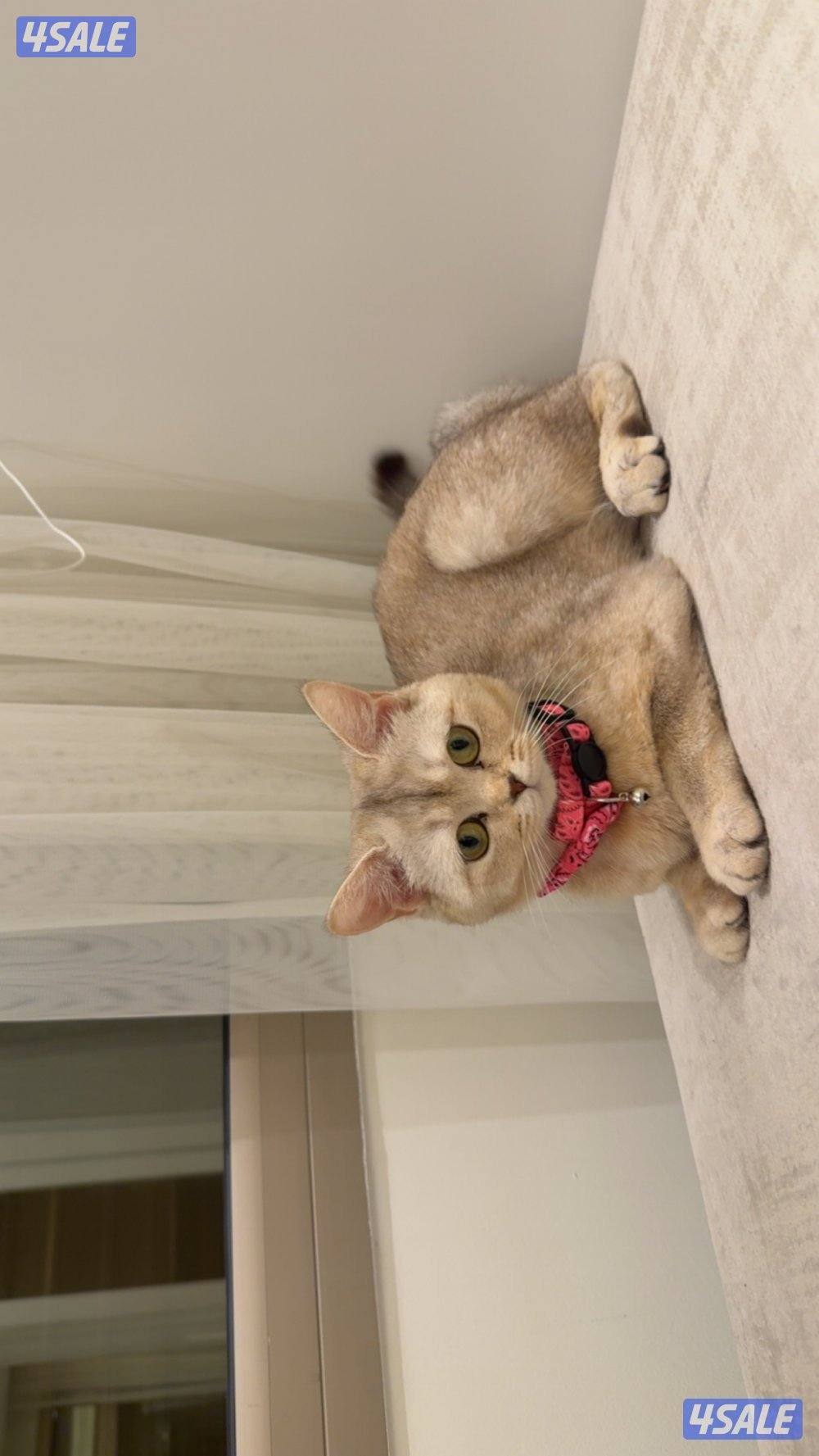 أنثى سكوتش ستريت + هاديه صحتها زينه عمرها ١٠ شهور مواليد ٢٠٢٥ للبيع2